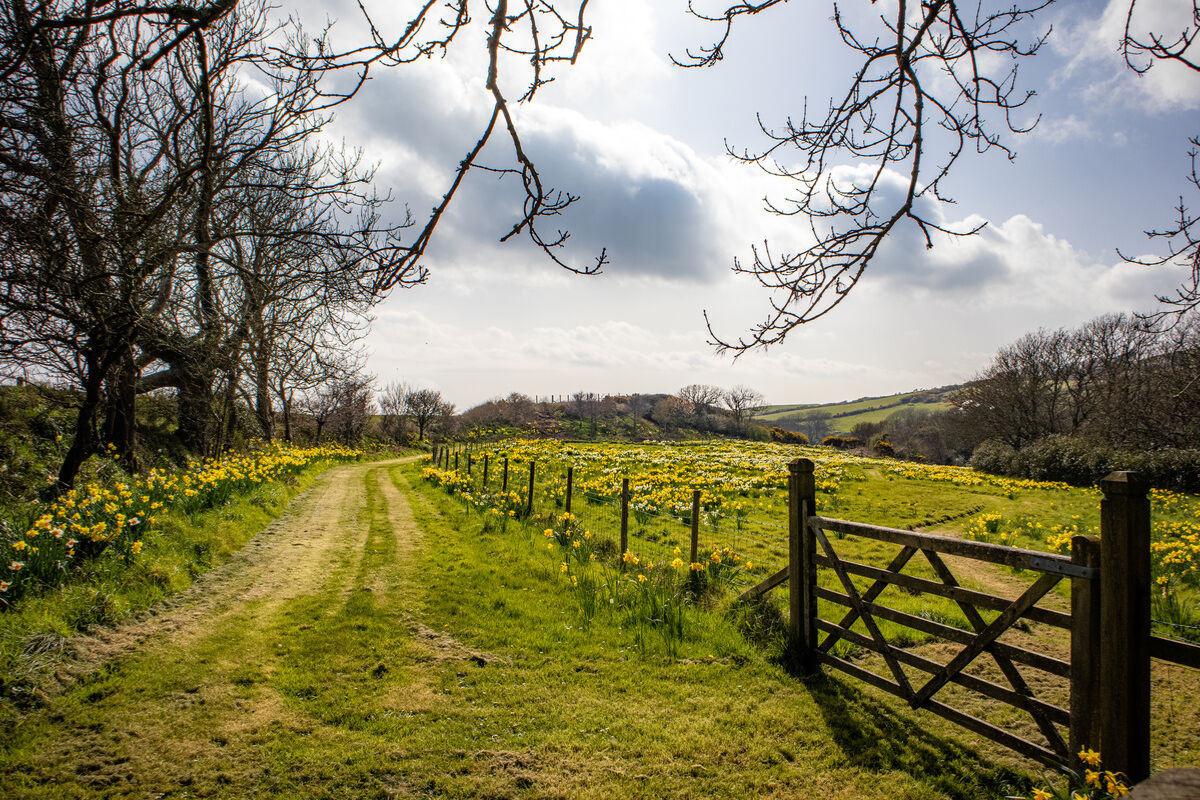Port Grenaugh Daffodil Walk 